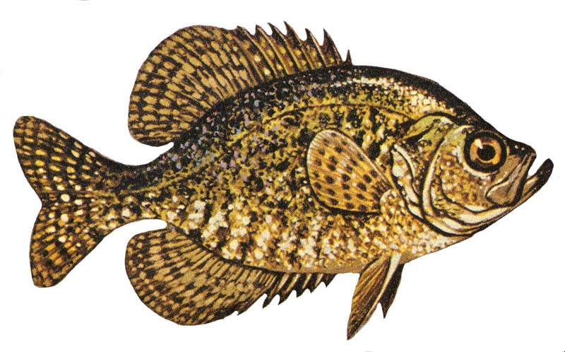 Black Crappie