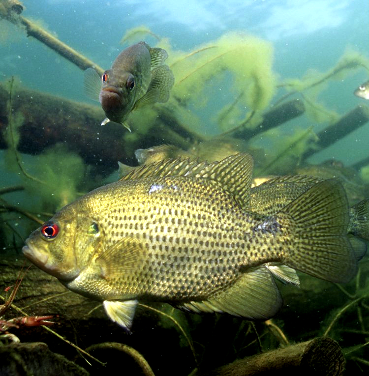 Rock Bass (Goggle-eye)