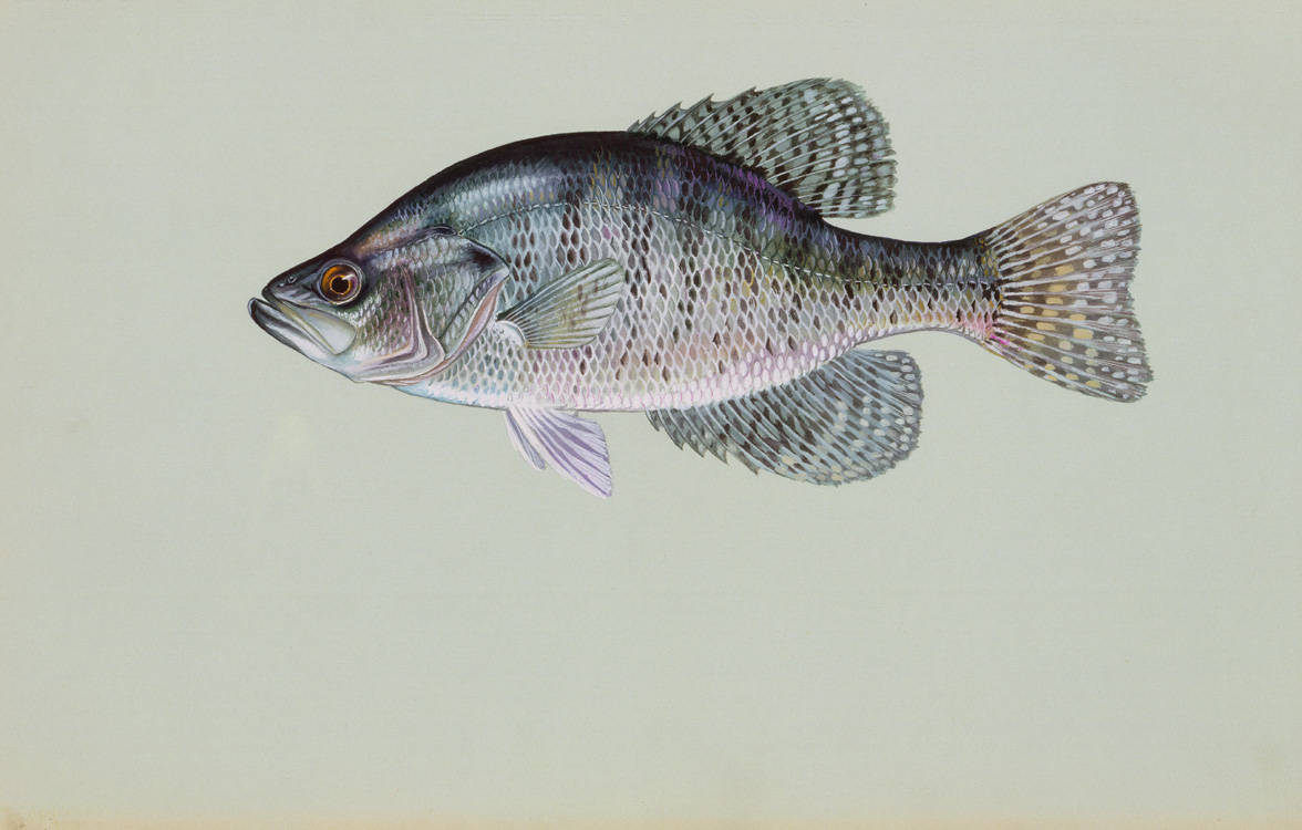 White Crappie